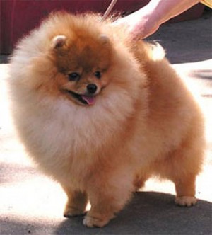 King Tsvetnoy Kapeli Of Lenette