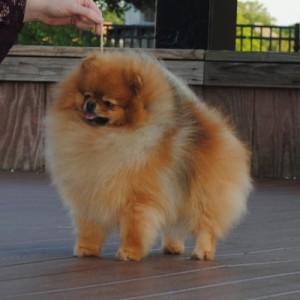 Dvortsoviy Pes Harli Invebel