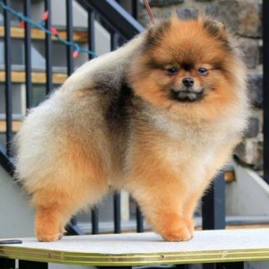 Silhouette's Sixth Sense