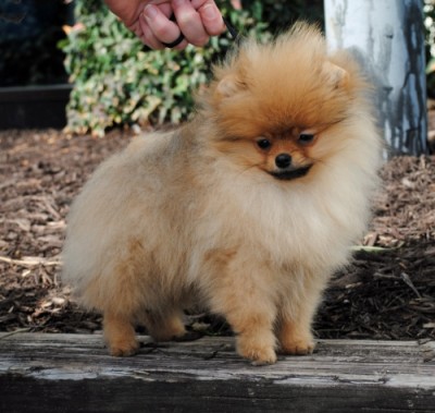 Freddie at 16 wks old