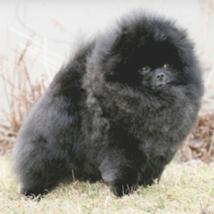 Finch's You're So Special N BLK