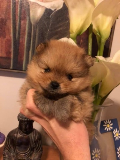 Nick at 4 or 5 wks old