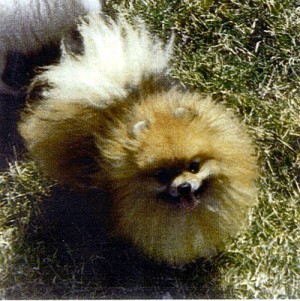 Tim Sue's Moon Rocket