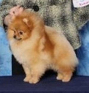 Chriscendo Call Waiting