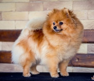 Thai Silk Chikuita Bonita Chit