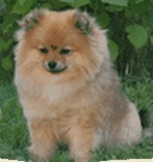 Inone Pom's Gucci Gen 3