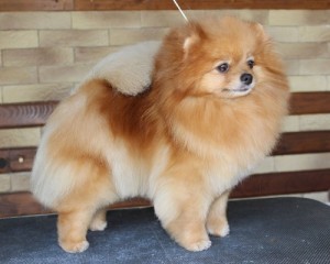 Fur Band Desire To Dance