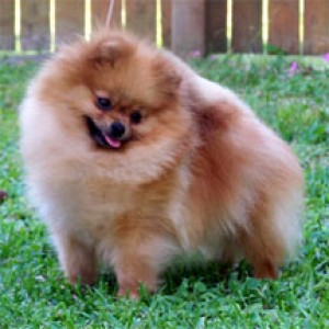 Honeykist Rockin Fantasy of Prussia