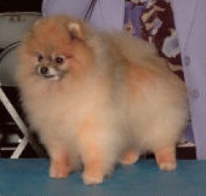 Goldkist Rockin Knight