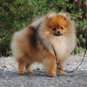 Silhouette's Strawberry Rhubarb