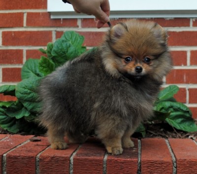 Shepherd at 9 wks old