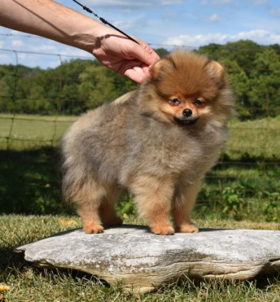 Shepherd at 4mos old