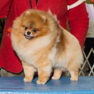 Thai Silk Golden Legend