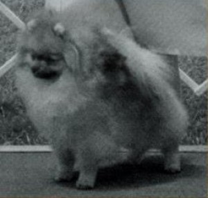 Fame Chip of the Great Rock