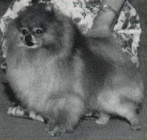 Wee Rambo of Coy's Top Mark