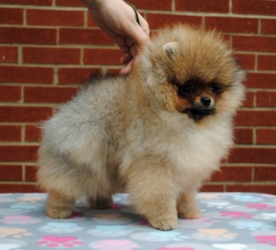 Peanut at 11 wks old