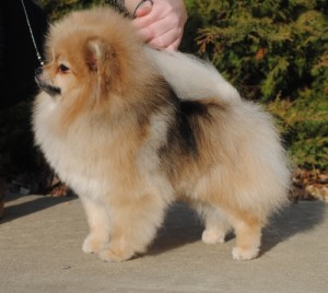 Chriscendo Champagne Wishes