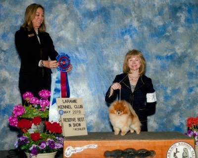 Tarly winning Reserve Best In Show his first time out with co owner Brenda Heimbach!