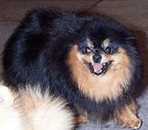 Finch's Grace of an Angel