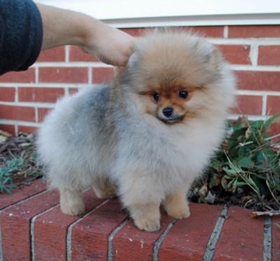 Skippy at 13 wks old