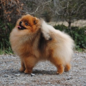 Fur Band Extreme Ascent