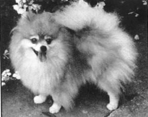 Tim Sue's Duchess Sabrina