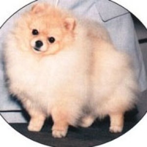 Emcee's Golden Topo De Oro