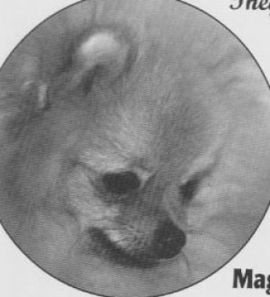 Blue Rock's Southern Magnolia