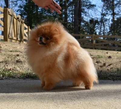 Kert at almost 9 years old, February 2020