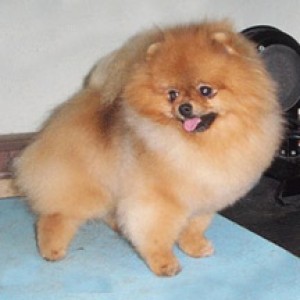 Pomhaven's The Edg of a Dream