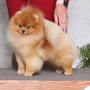 Ballofur's Happiness Is A Warm Pom