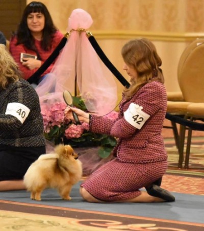 Rhubarb in the ring at the 2020 APC National Specialty.