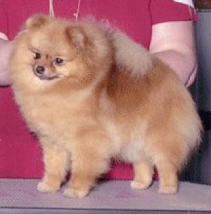 Pomhaven's Gucci Accenti