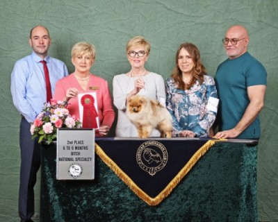 Charley winning 2nd place at the APC National Specialty in 2020