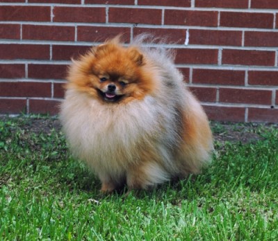 Harley at 2 1/2 yrs old