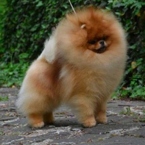 Symarun's Brace For Impact