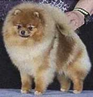 Symarun's Social Status