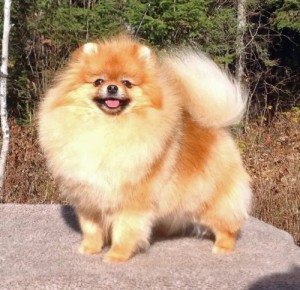 Sunterra Social Butterfly