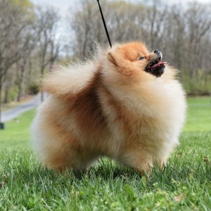 Silhouette's Starchaser