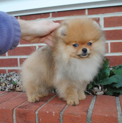 Dorian at 12 wks old