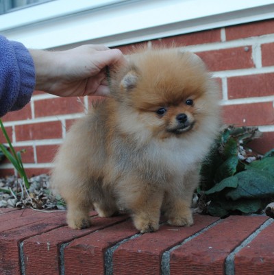 Cullen at 12 wks old