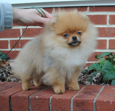 Cullen at 14 wks old