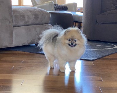 Ch. Freya in her retirement