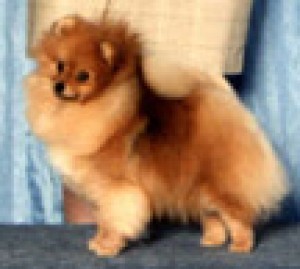 Chriscendo Call Girl