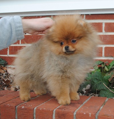 Briala at 12 wks old