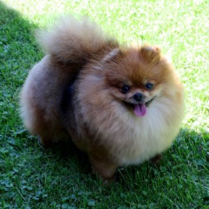 Mythical Urban Legend