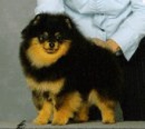 Pomhaven's Quest for a Rolex