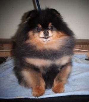 Jan-Shars Have Gun Will Travel