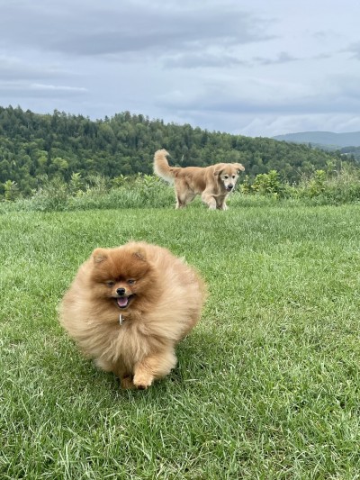 Bundle enjoying one of many adventures with his Godlen buddies!