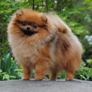 Silhouette's Surreal